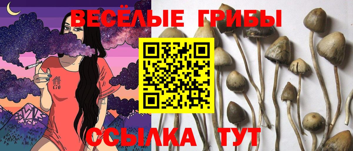 Псилоцибиновые грибы мицелий Светлоград